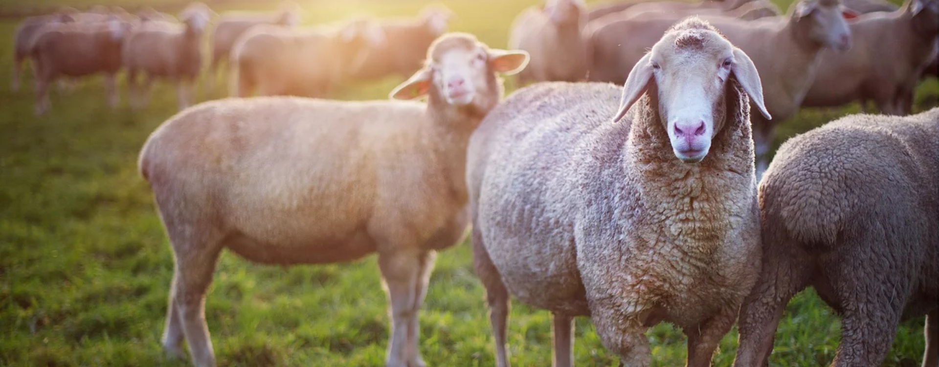AYAN YEM ile Üreticimiz Gülsün