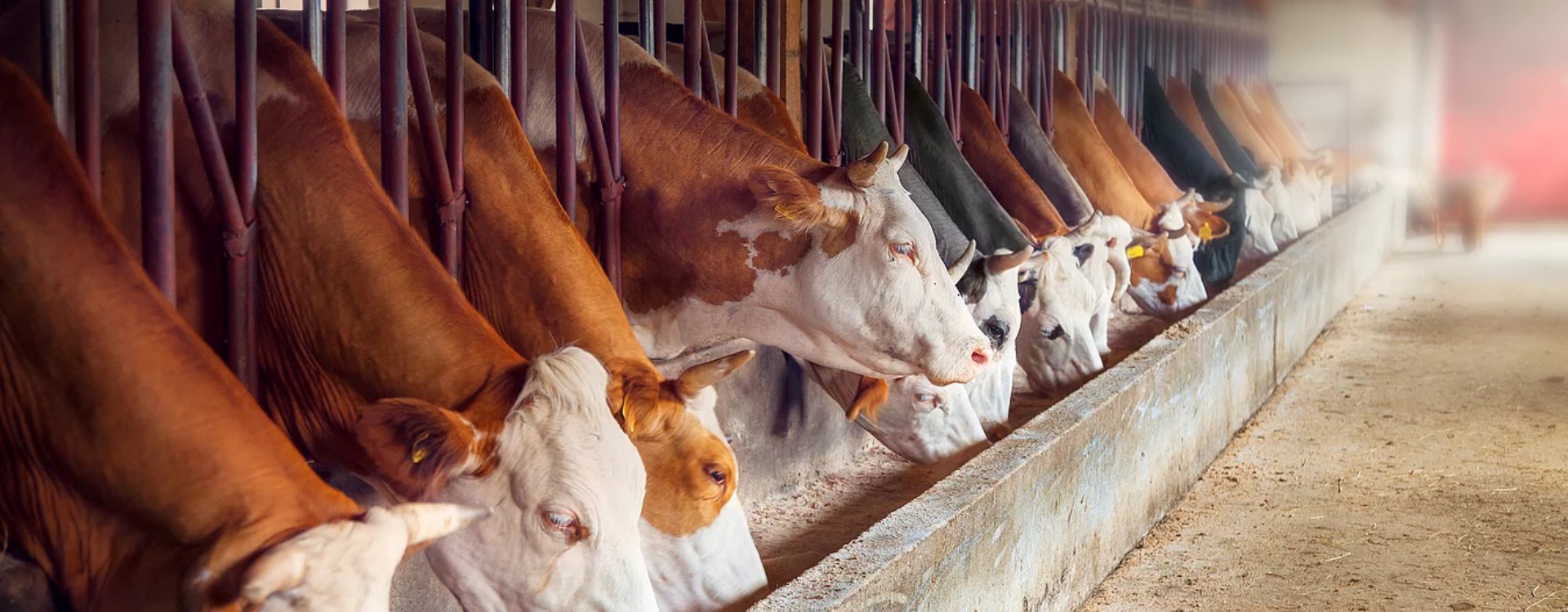 Hayvancılığın ÖZÜ Kaliteli Yemden Geçer