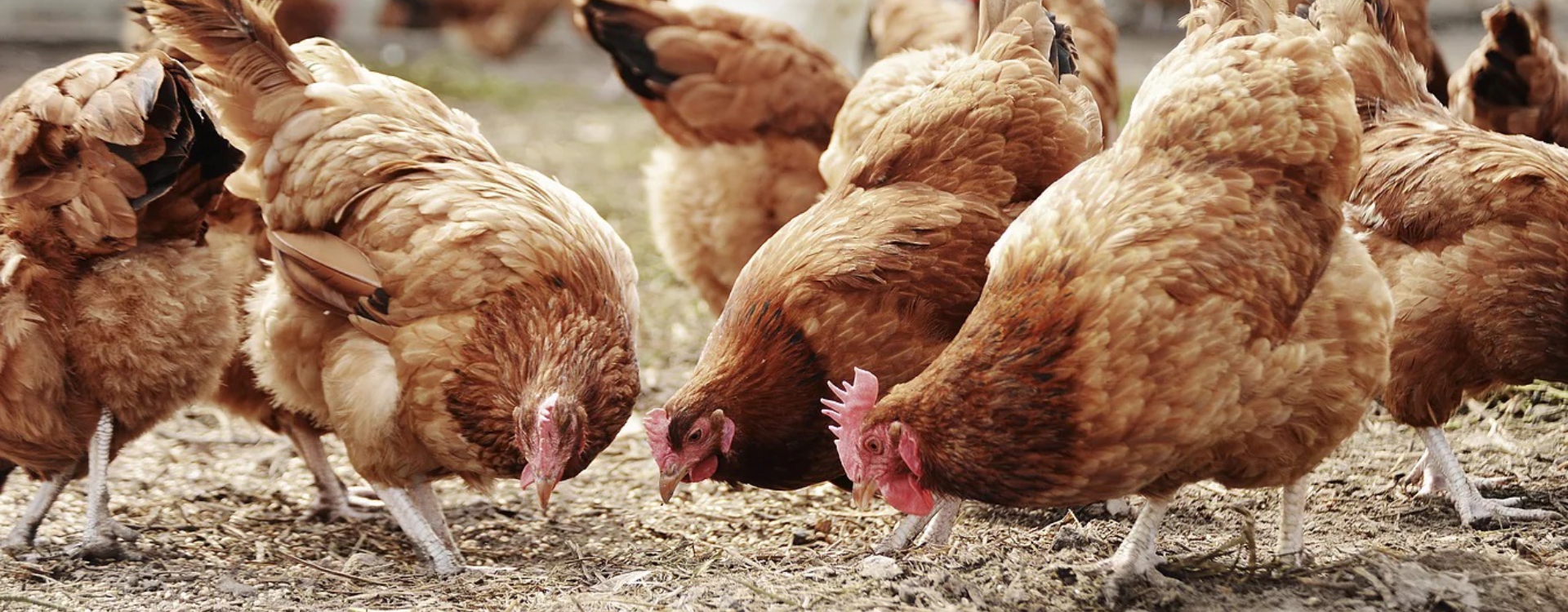 Üreticinin Yüzünü Güldüren Yem
