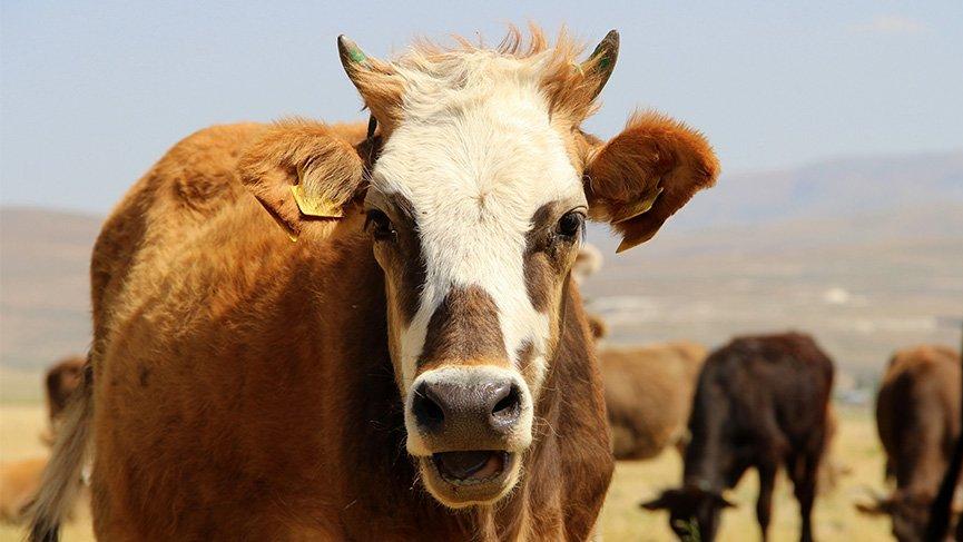 Sığır Besi Başlangıç Yemi