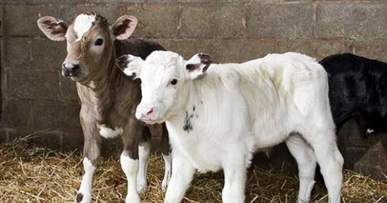 Buzağı Başlangıç Yemi