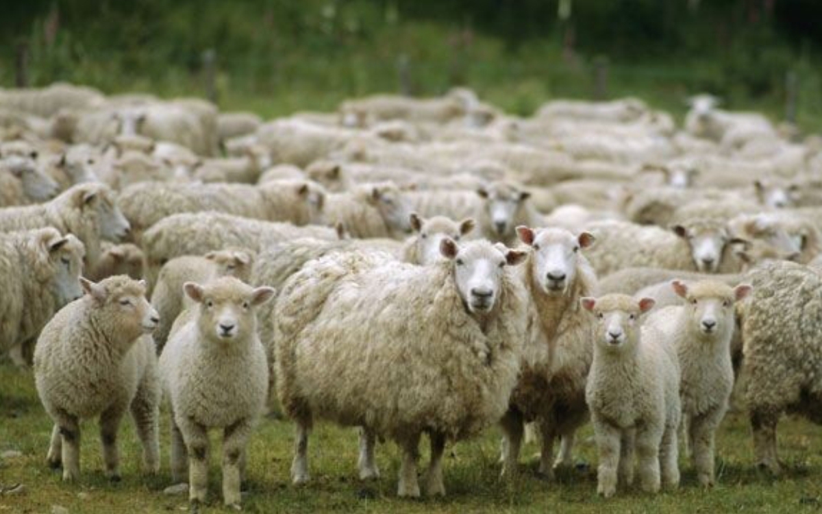 Kuzu Başlangıç Yemi